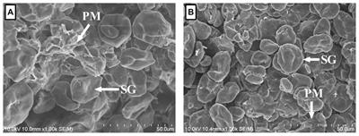 Treatment of corn with lactic acid delayed in vitro ruminal degradation without compromising fermentation: a biological and morphological monitoring study